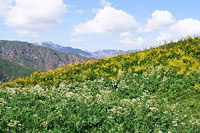 Цветущие горны склоны (Чаткальский заповедник)
