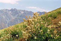 Цветущие склоны Испая