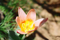 Акташский тюльпан