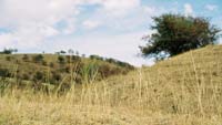 Сухая трава на склонах Каржантау