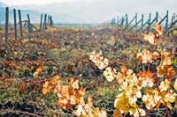 Осенние виноградники