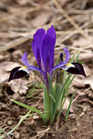Ирис (Iris sp.)