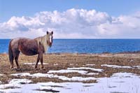 Природа Киргизии - Лошадь у берега