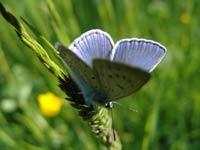 Природа Киргизии - Бабочка на травинке