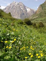 Природа Киргизии - Цветущий склон