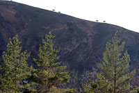 Коровы на склоне горы