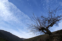 Дерево и облачное небо