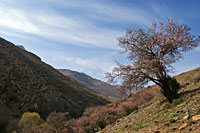Цветущее дерево на склоне горы