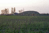 Холм (тепа) - место поклонения посреди поля вблизи чиназской колонии