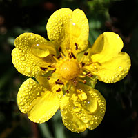 Роса на желтом цветке