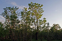   (Ailanthus altissima)