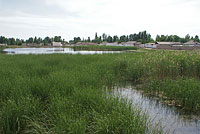 Растительность озерца