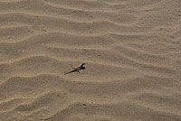 Ящурка в песках Кызылкума