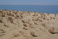 Пустынный берег возле озера Денгизкуль